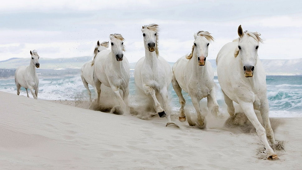 photo of six white horse on beach HD wallpaper
